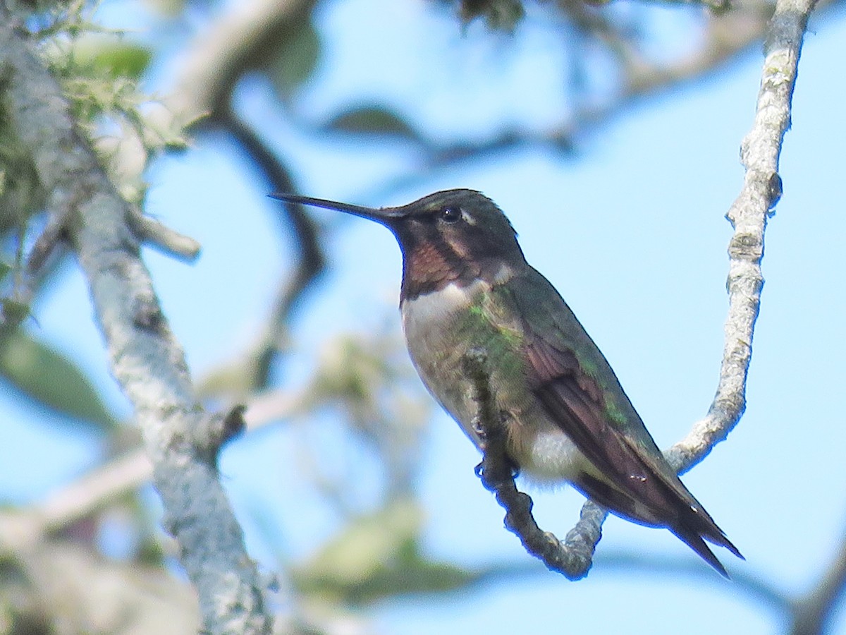 Ruby-throated Hummingbird - ML641122853