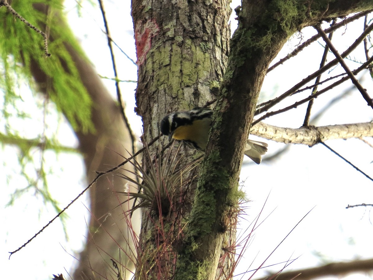 gulstrupeparula - ML641122861