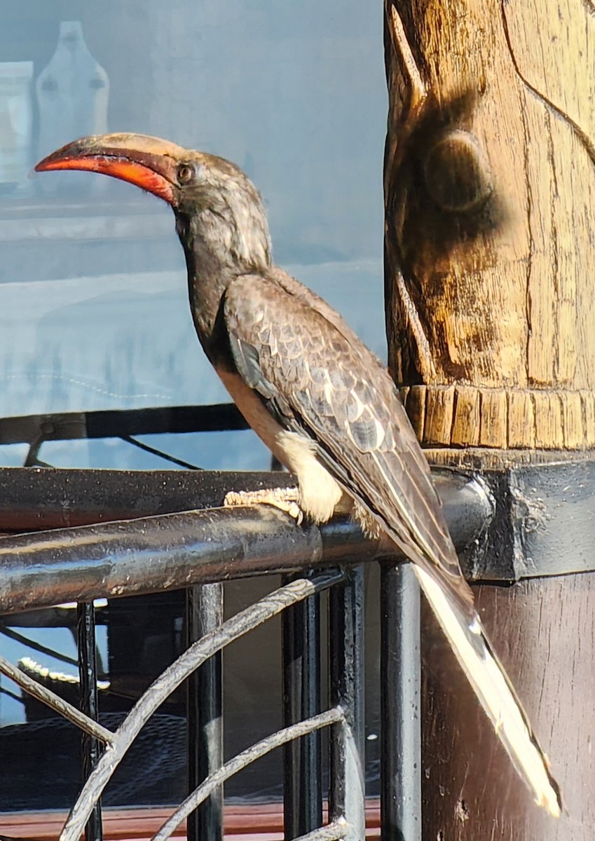 Hemprich's Hornbill - ML641122867