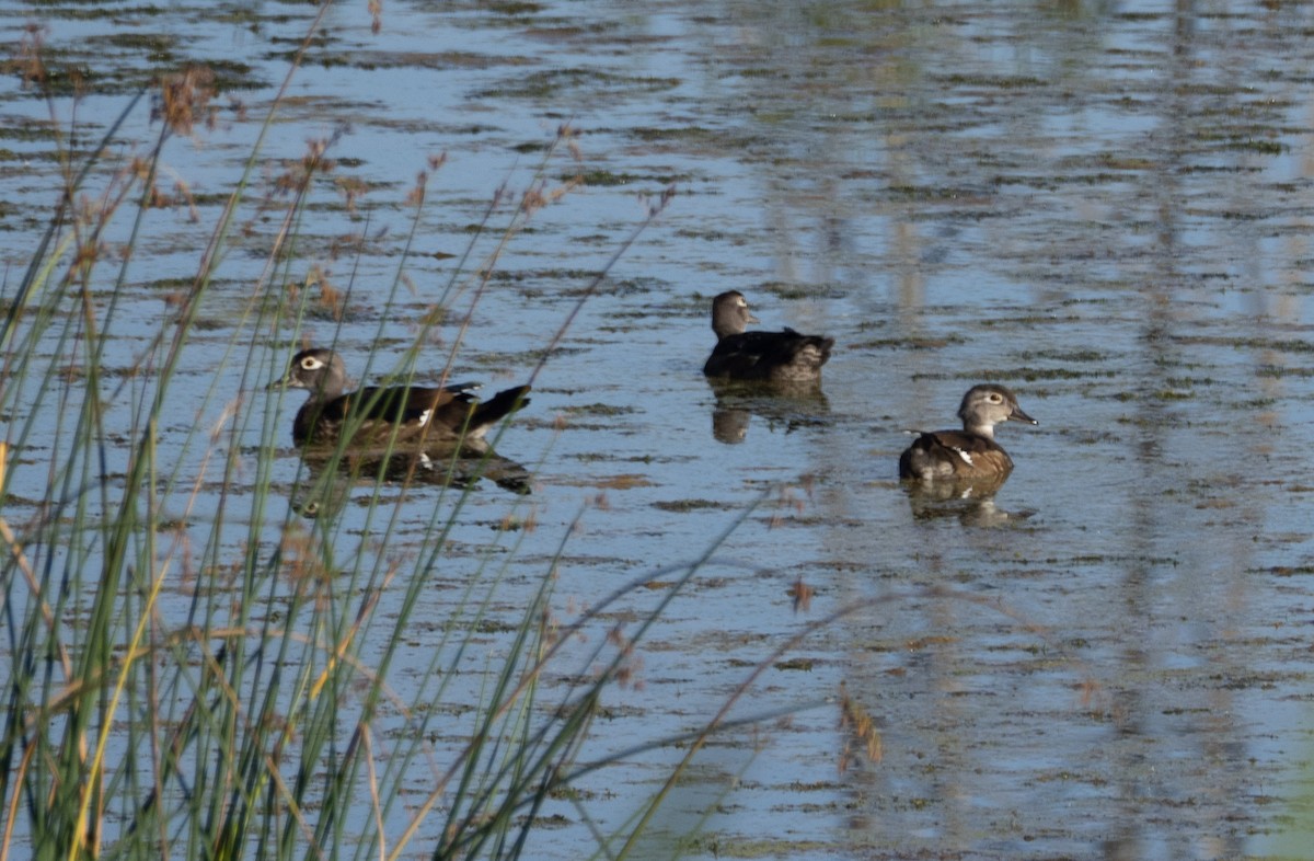 Wood Duck - ML641122869