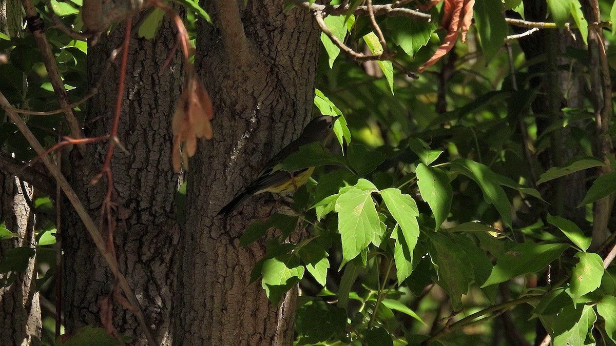 Magnolia Warbler - ML641122870