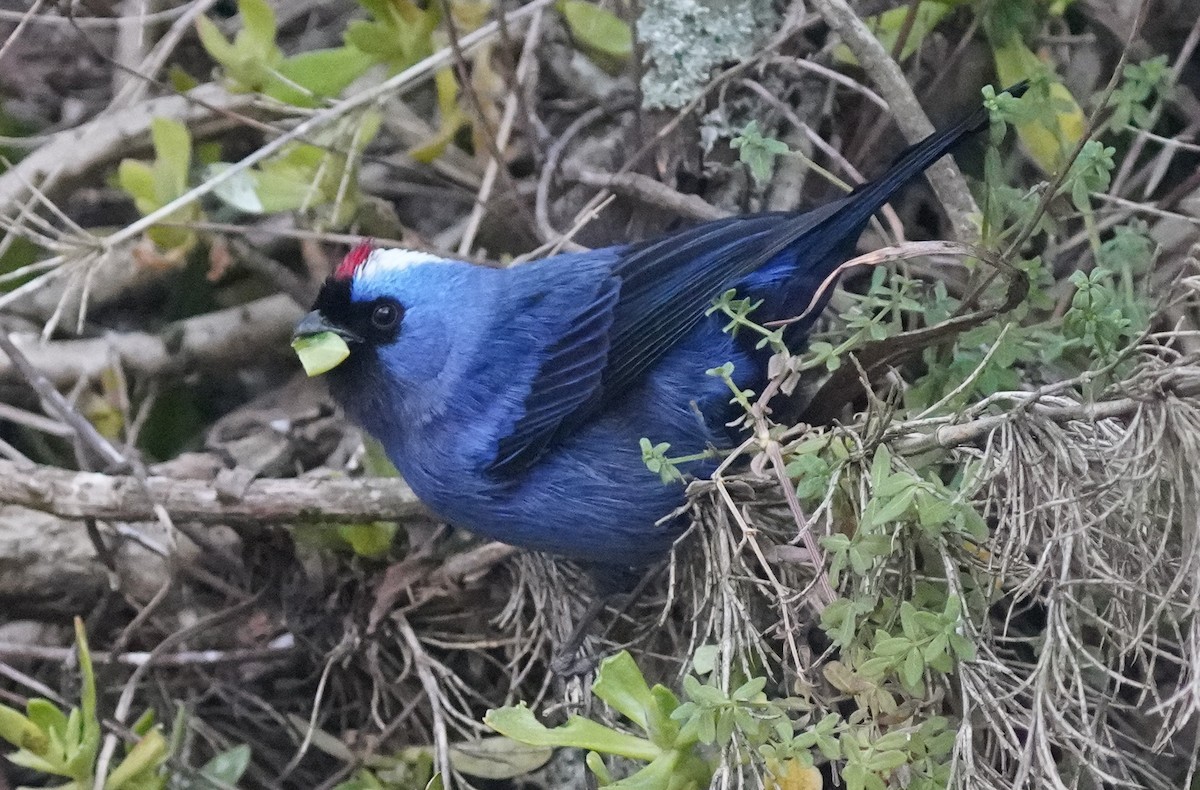 Diademed Tanager - ML641122893