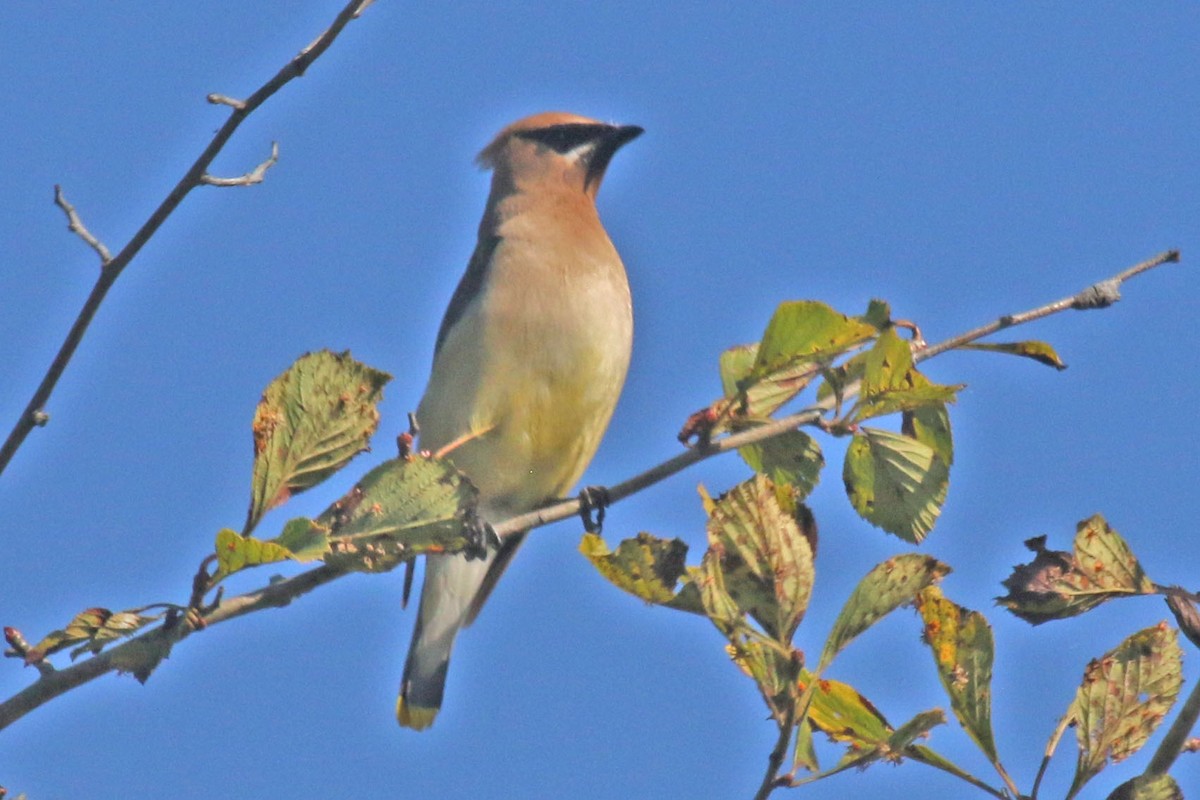 Cedar Waxwing - ML641122894