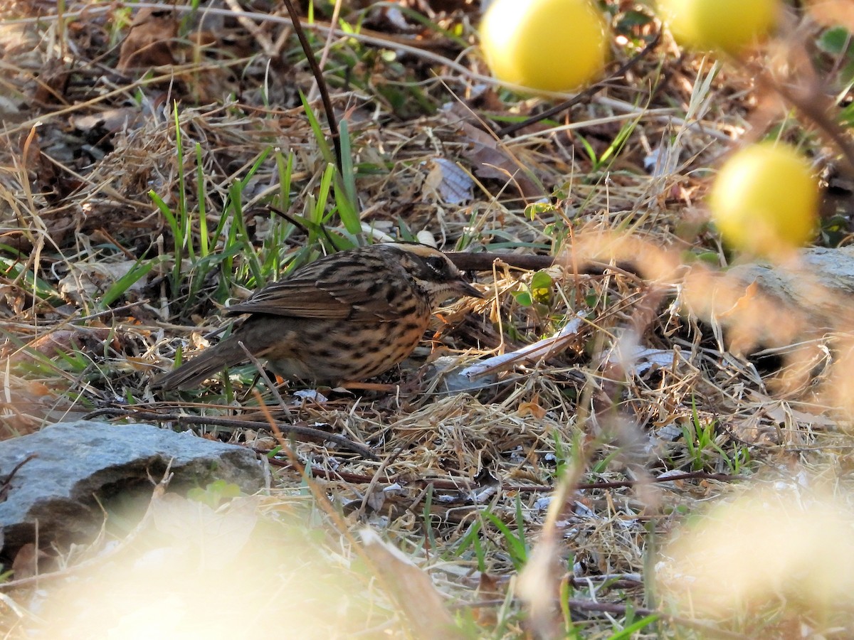 Rufous-breasted Accentor - ML641122898