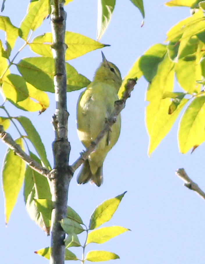 Tennessee Warbler - ML641122903