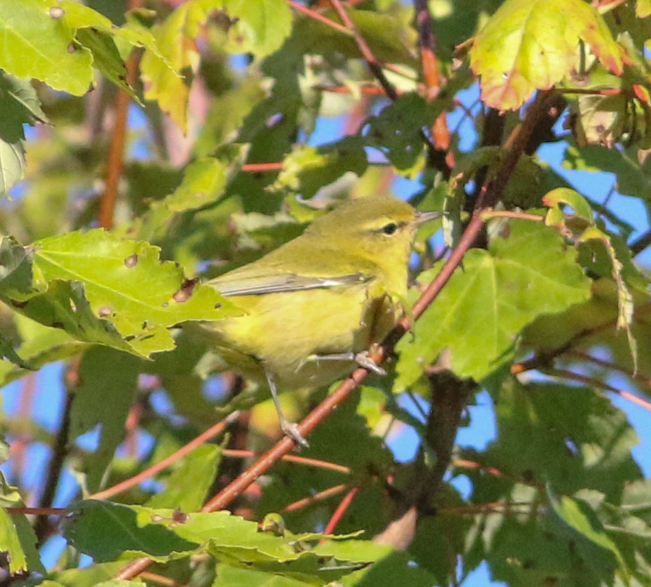Tennessee Warbler - ML641122904