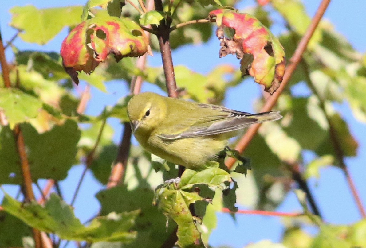 Tennessee Warbler - ML641122905