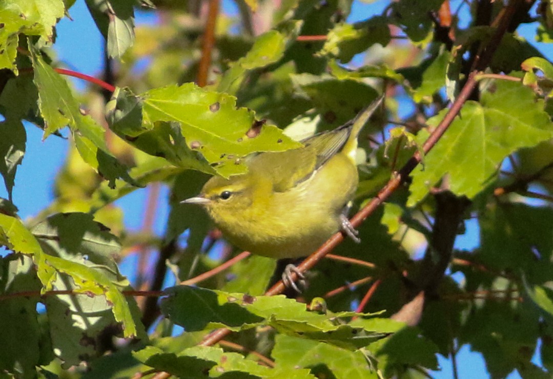 Tennessee Warbler - ML641122906