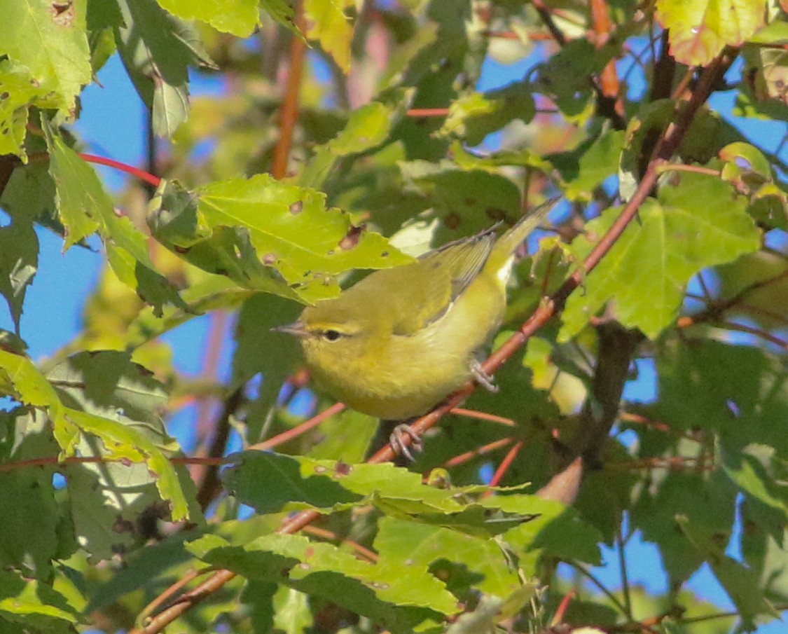 Tennessee Warbler - ML641122907