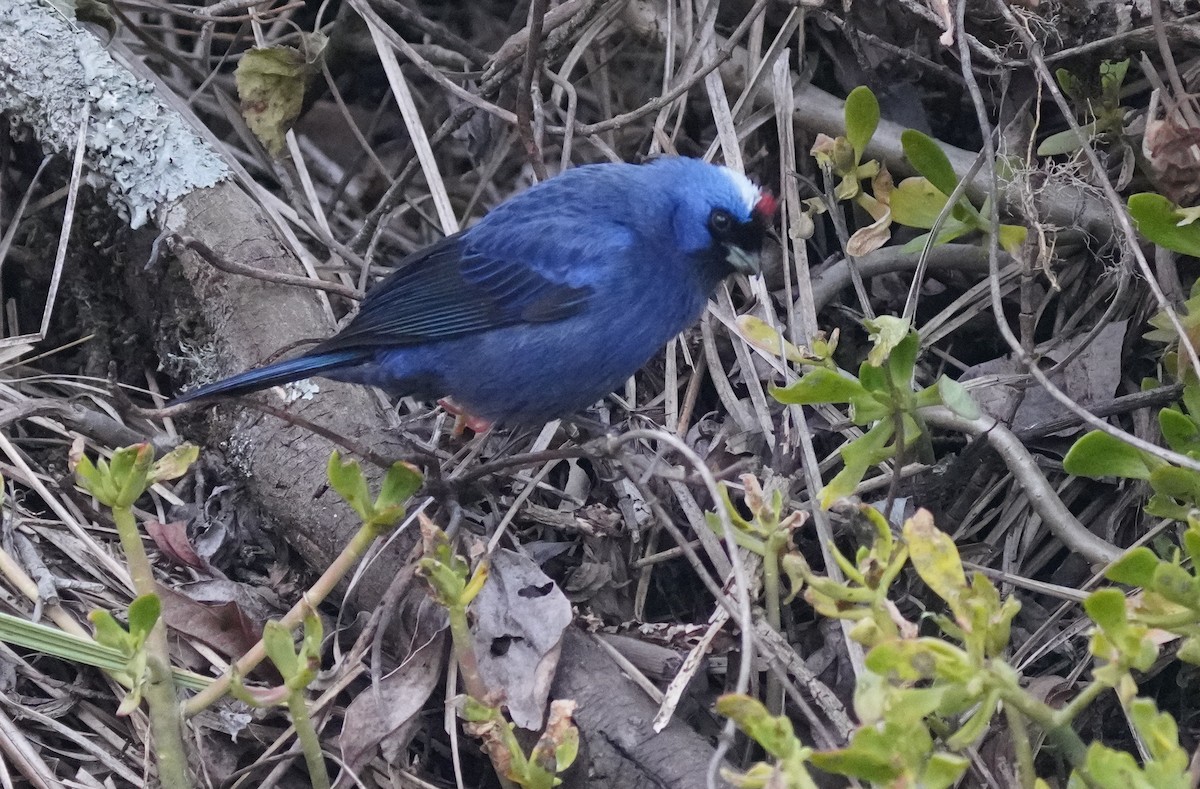 Diademed Tanager - ML641122922