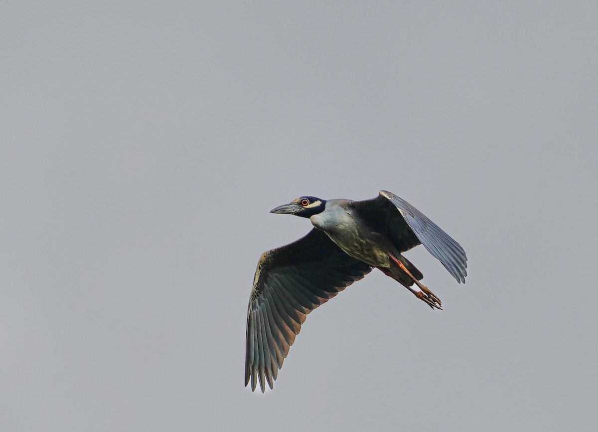 Yellow-crowned Night Heron - ML641122932