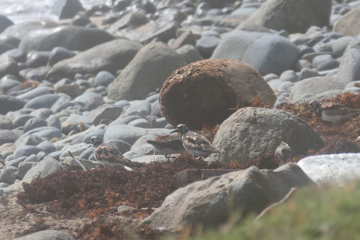 Ruddy Turnstone - ML641122937