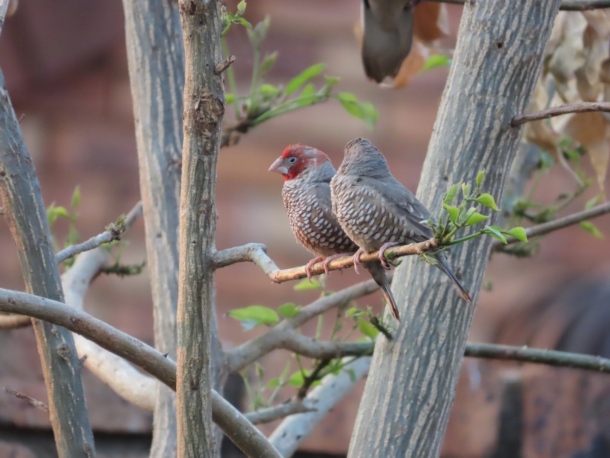 Red-headed Finch - ML641122938