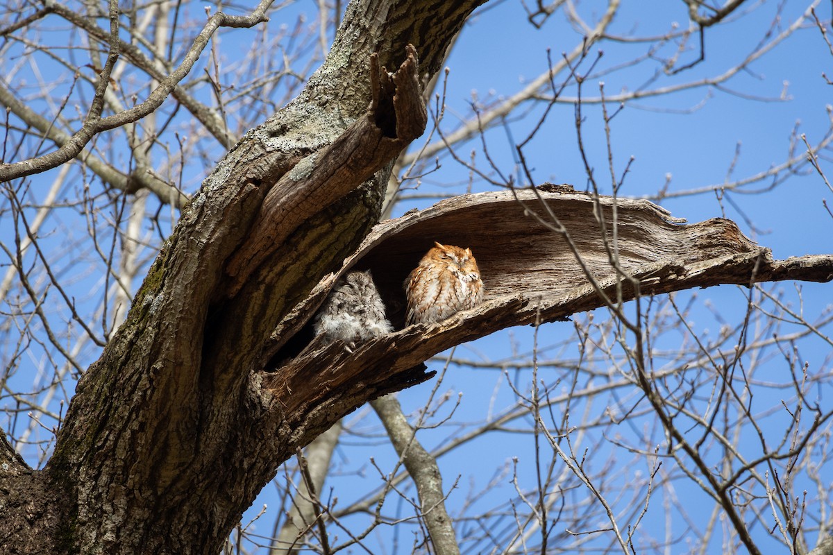 Eastern Screech-Owl - ML641122944