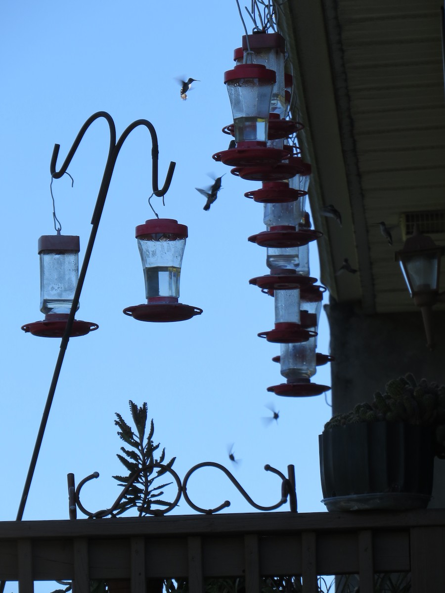 Ruby-throated Hummingbird - ML641122947