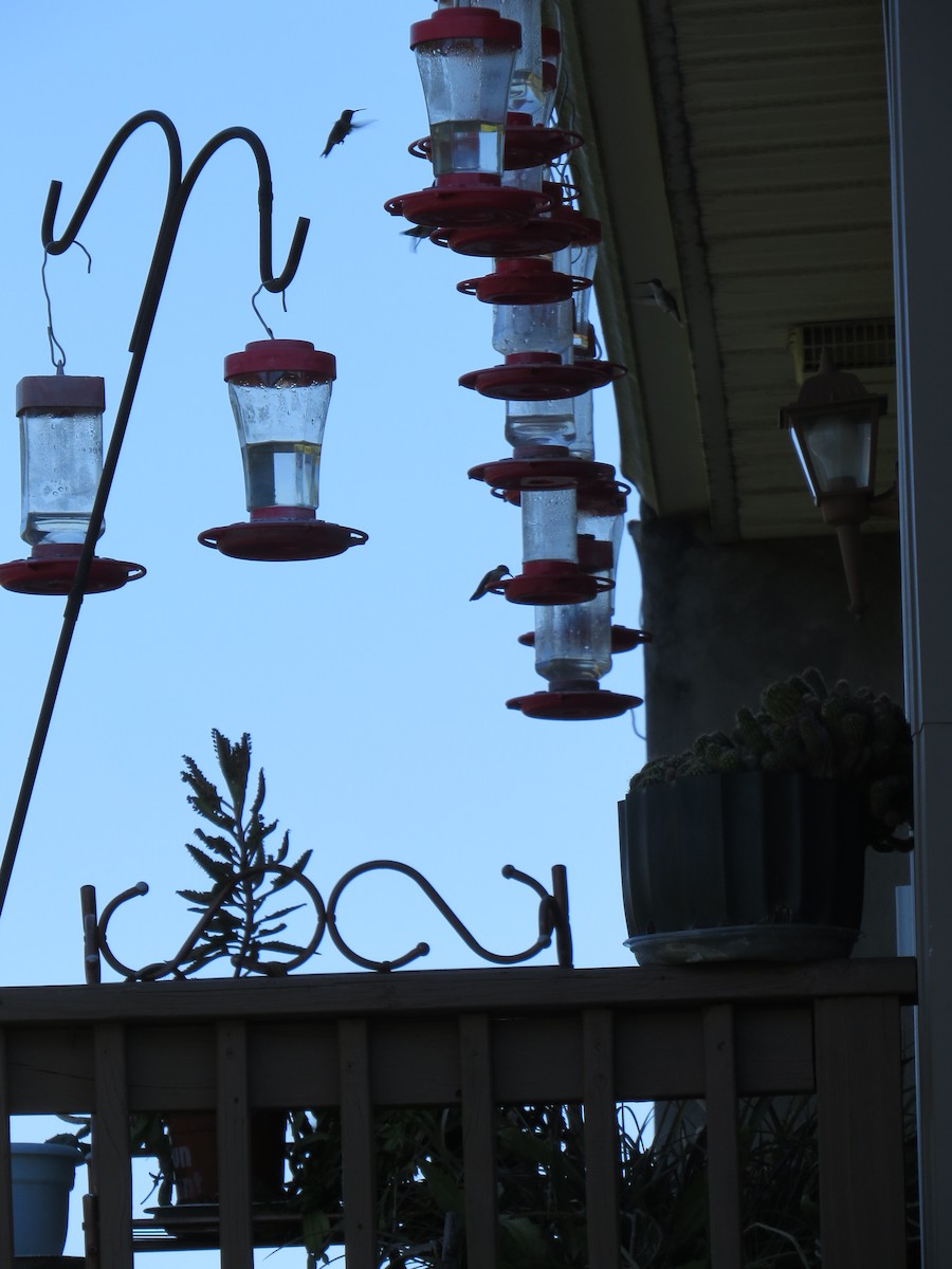 Ruby-throated Hummingbird - ML641122948