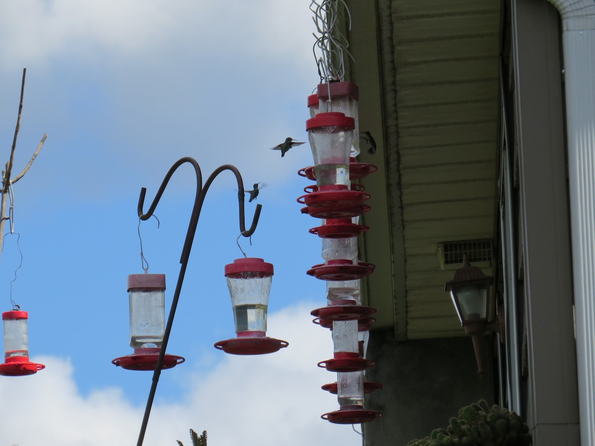 Ruby-throated Hummingbird - ML641122949