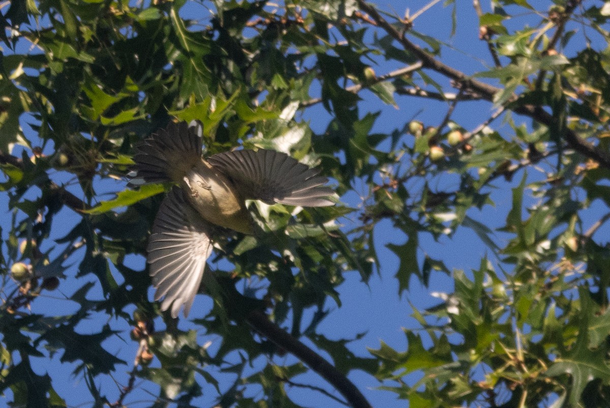 Bay-breasted Warbler - ML641122954