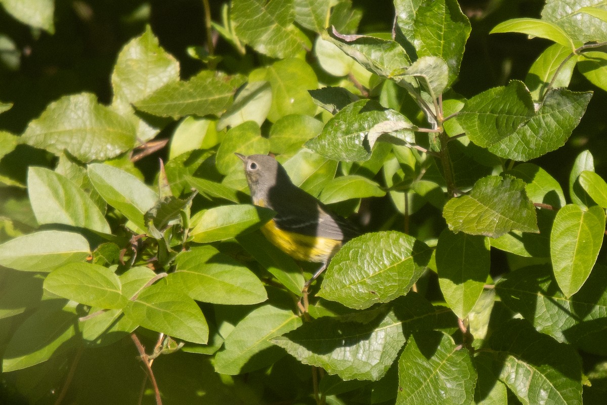 Magnolia Warbler - ML641122955