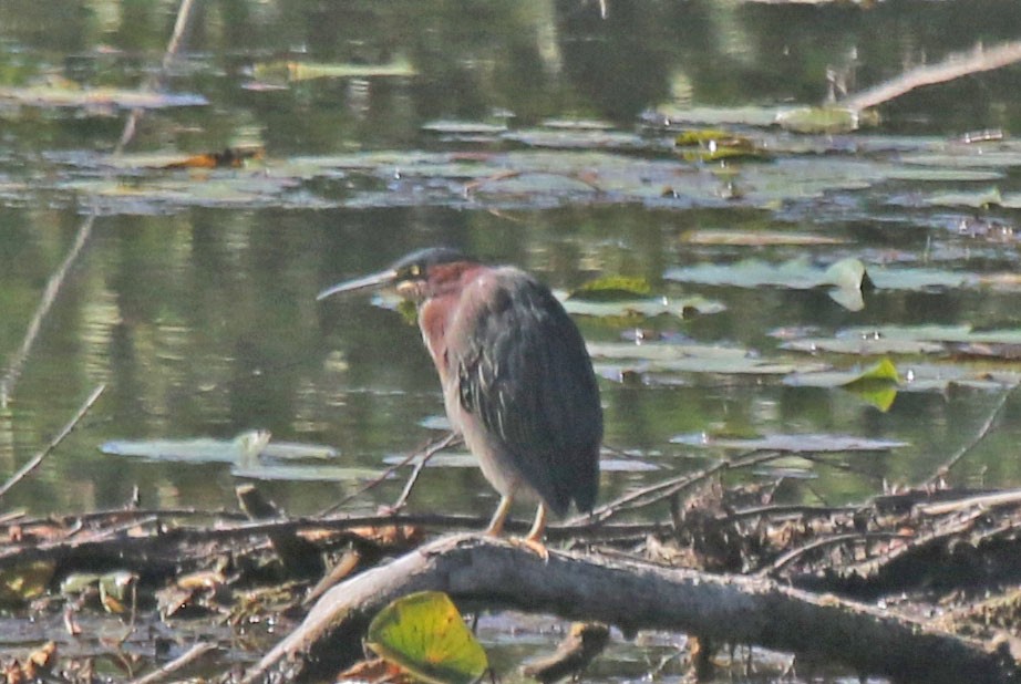 Green Heron - ML641122958