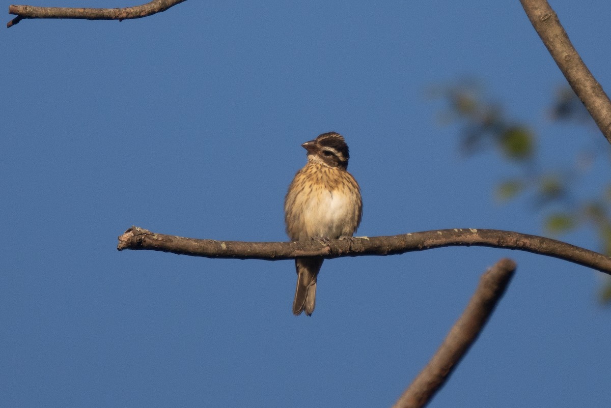 Rose-breasted Grosbeak - ML641122963