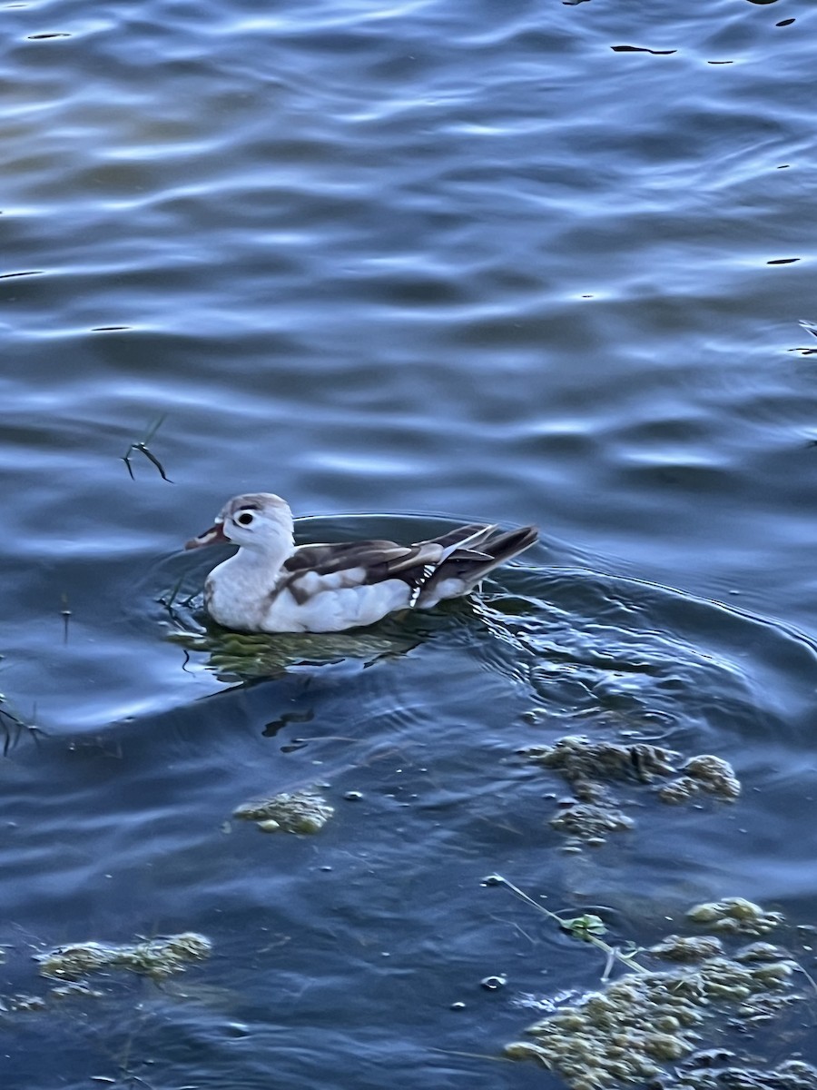 Wood Duck - ML641122968