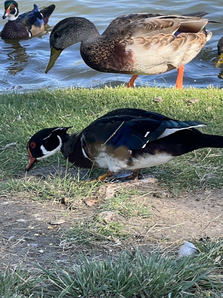 Wood Duck - ML641122969