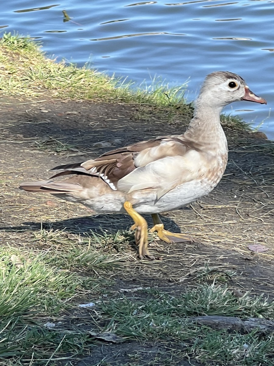 Wood Duck - ML641122970