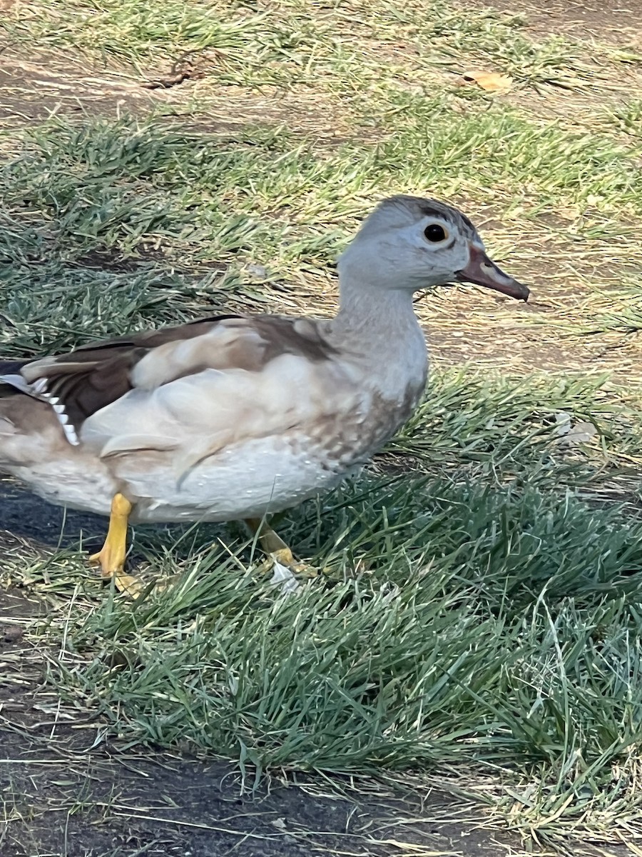 Wood Duck - ML641122971