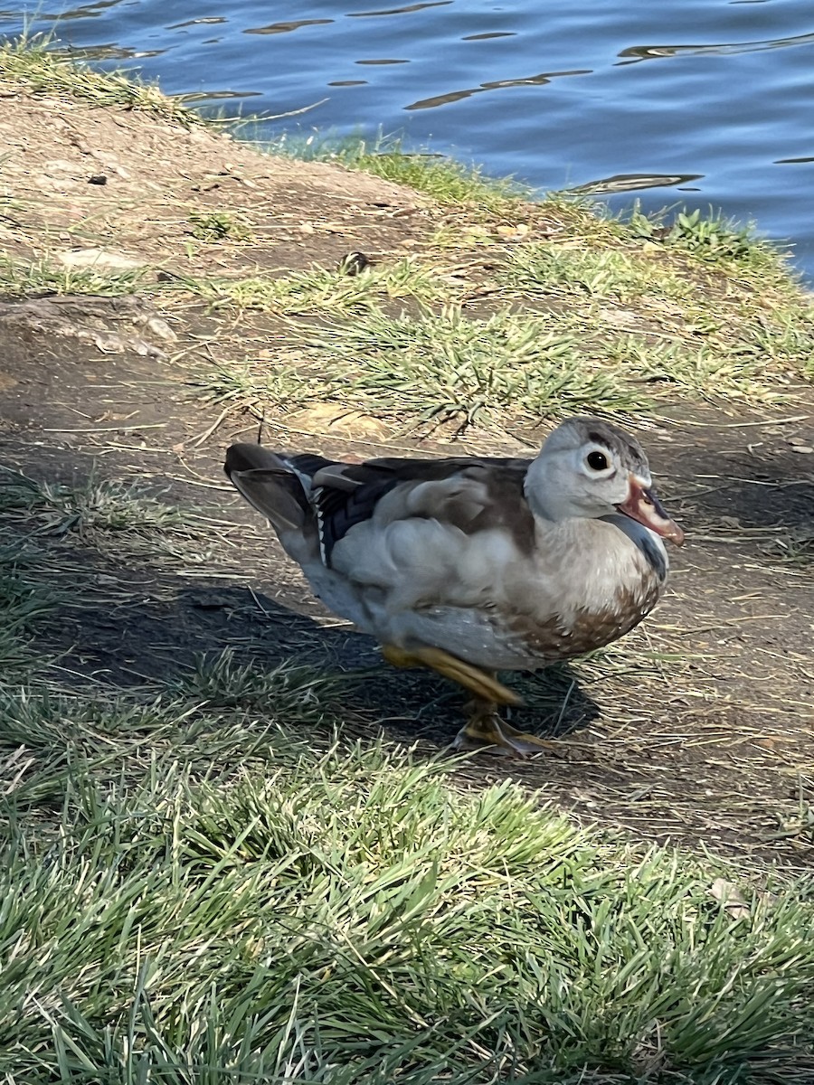 Wood Duck - ML641122973