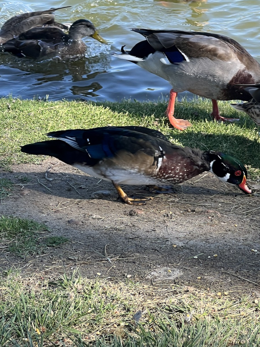 Wood Duck - ML641122974