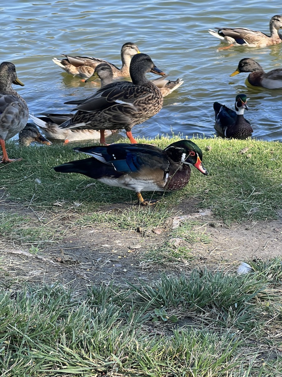 Wood Duck - ML641122975