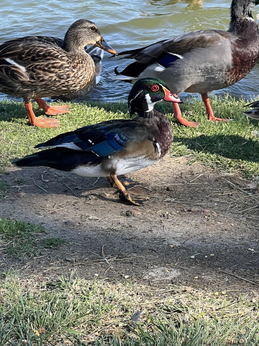 Wood Duck - ML641122976