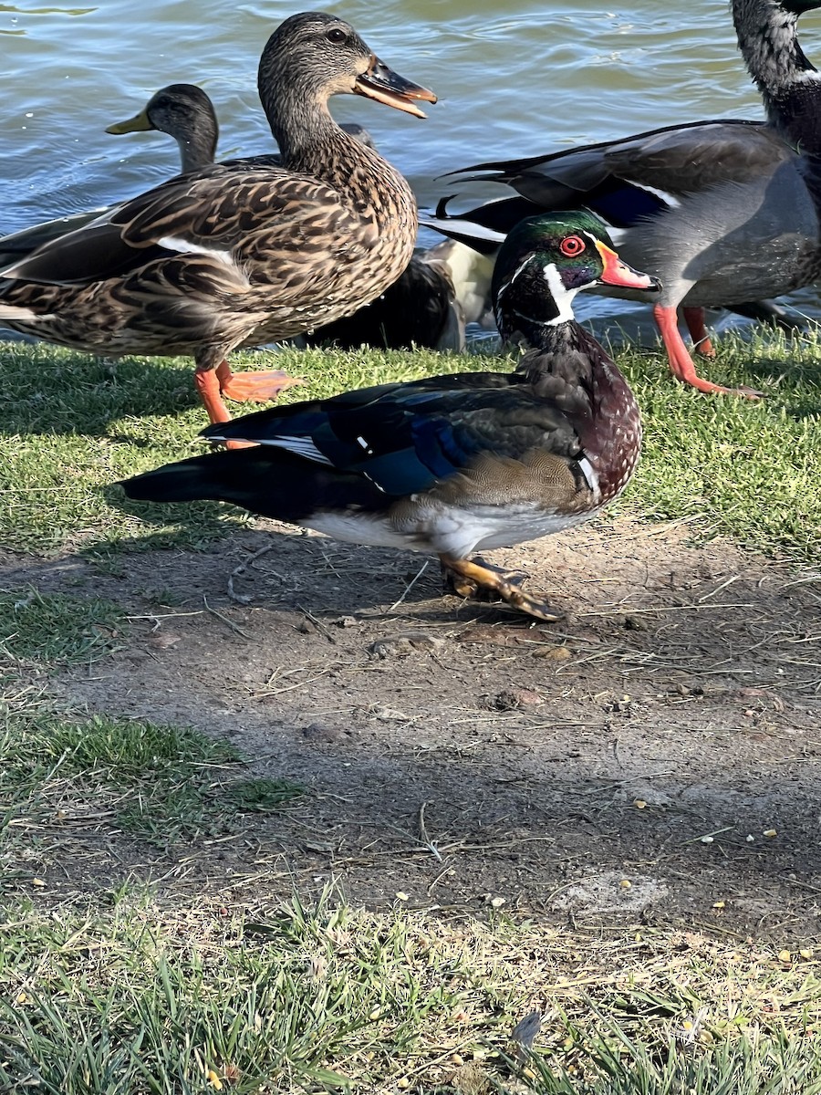 Wood Duck - ML641122977