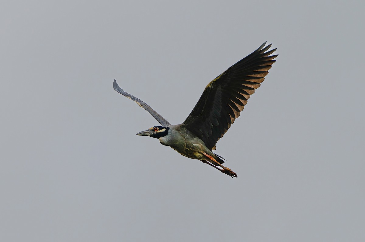 Yellow-crowned Night Heron - ML641122983