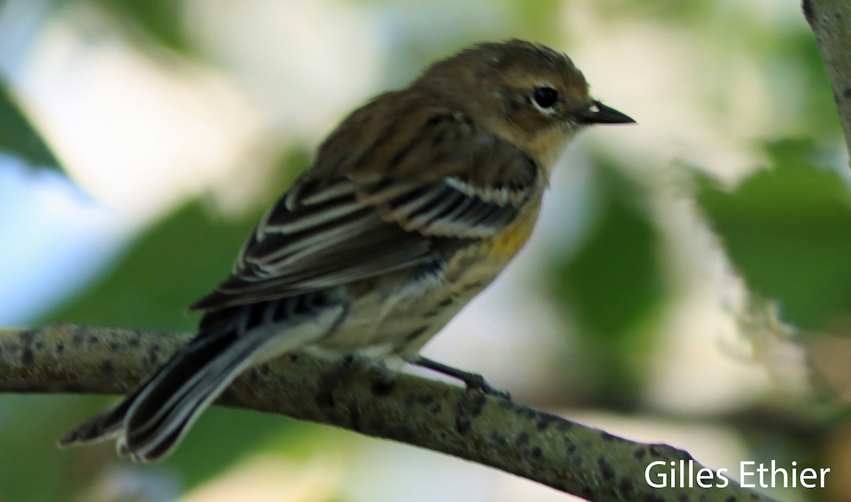 Yellow-rumped Warbler - ML641122985