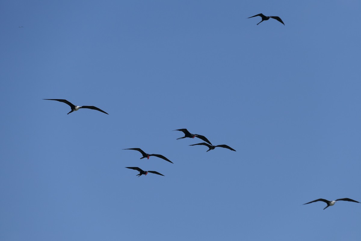 Magnificent Frigatebird - ML641122992