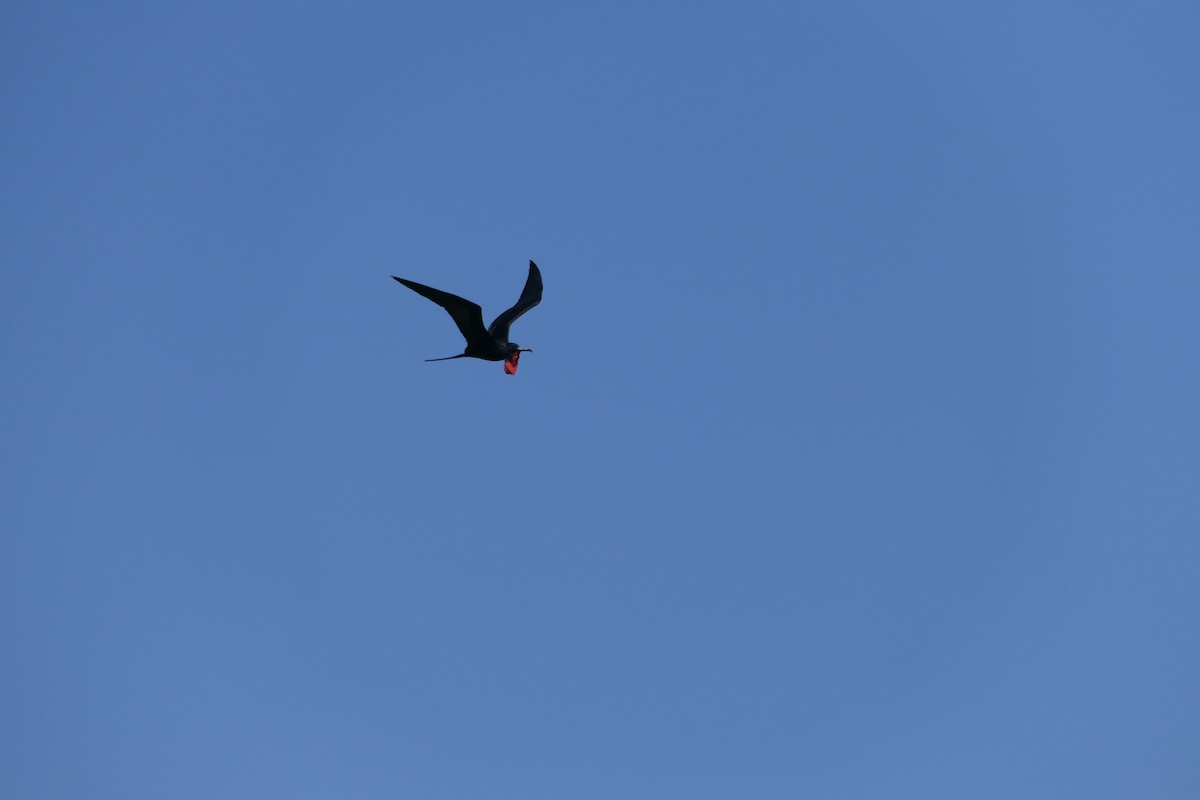 Magnificent Frigatebird - ML641122994