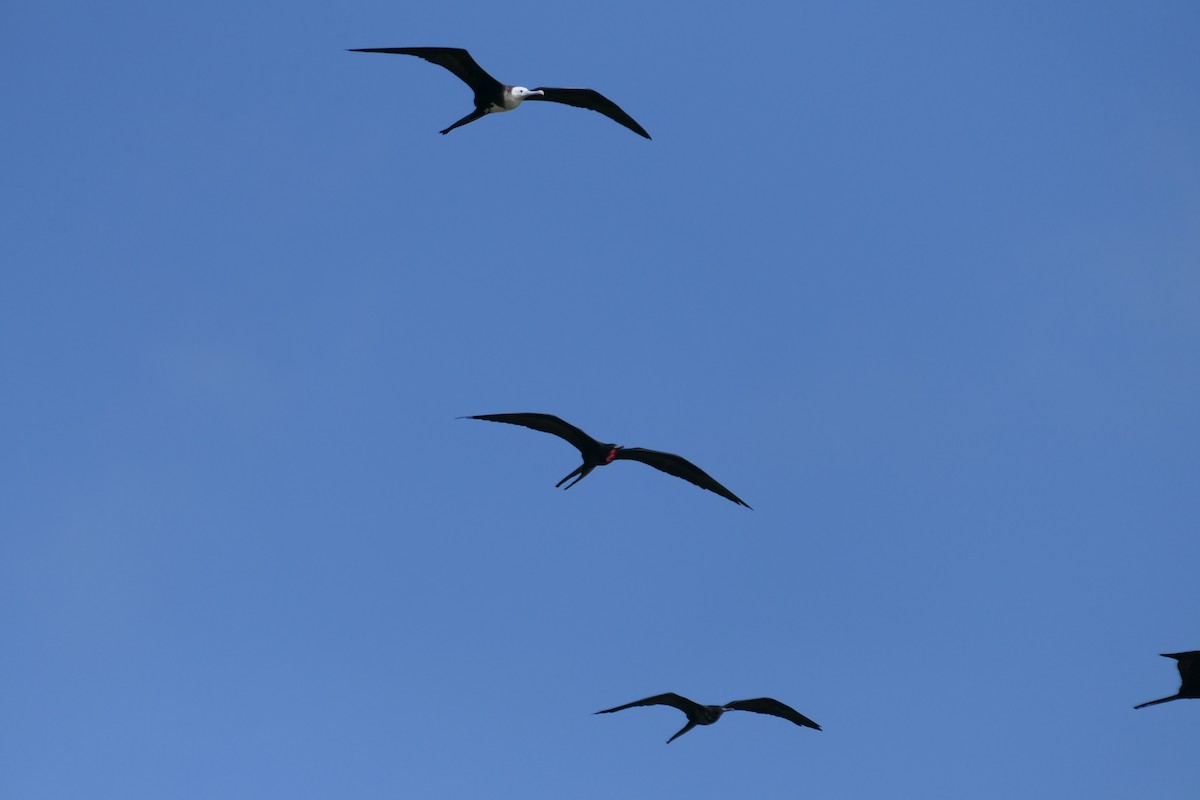 Magnificent Frigatebird - ML641122995