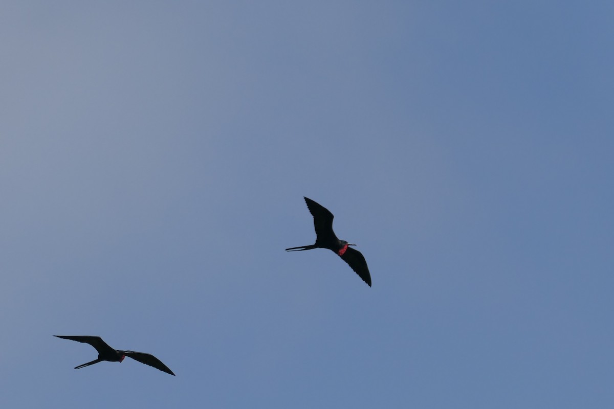 Magnificent Frigatebird - ML641122996