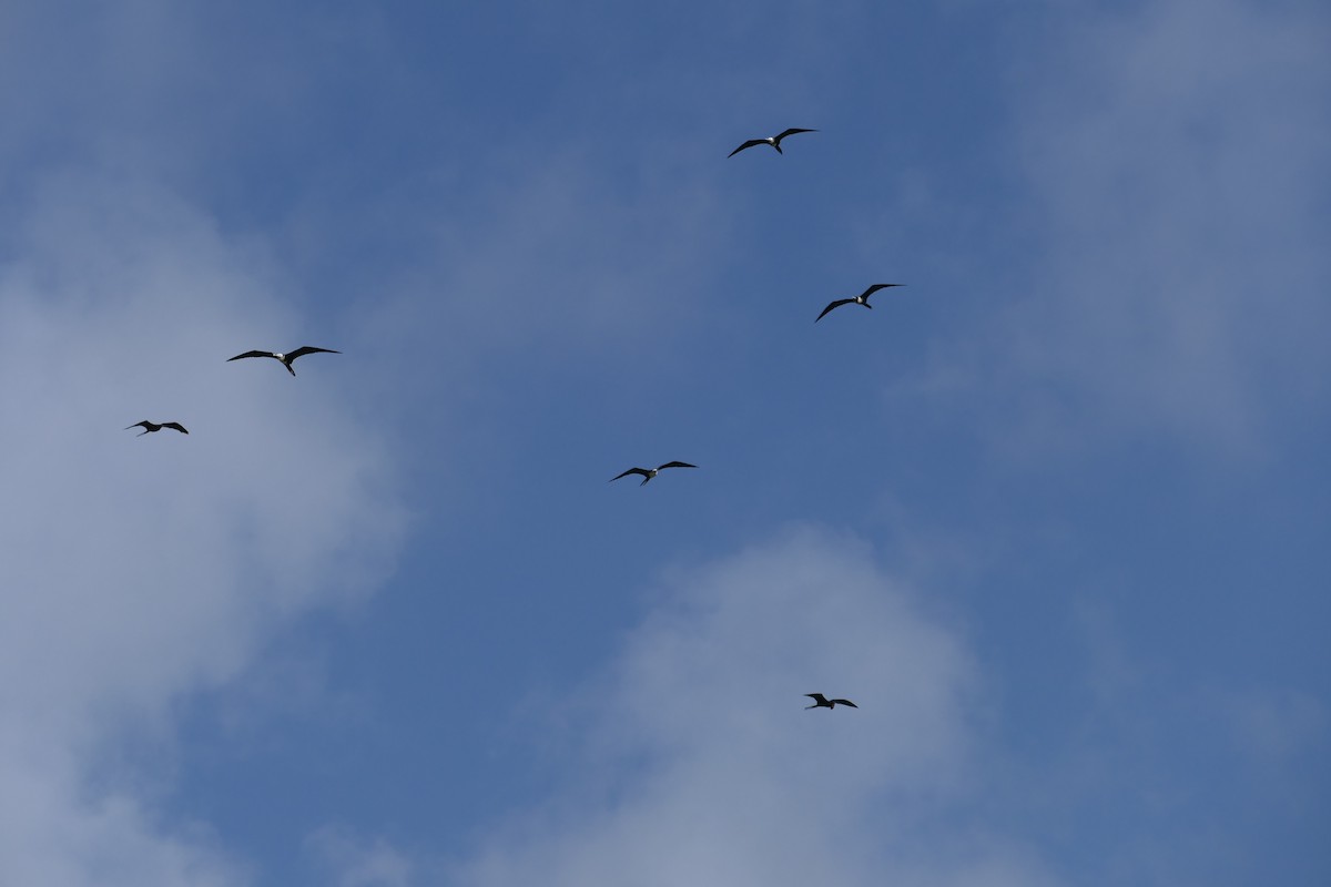 Magnificent Frigatebird - ML641122998