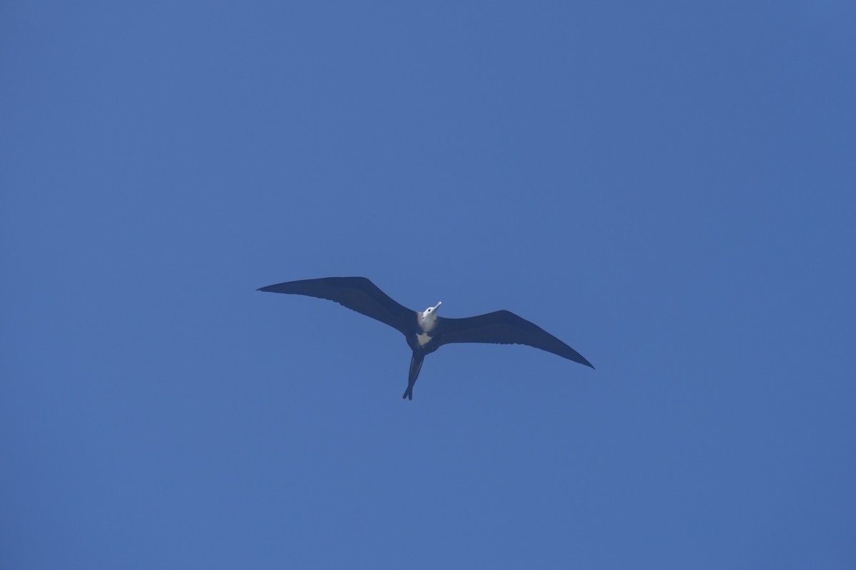 Magnificent Frigatebird - ML641122999