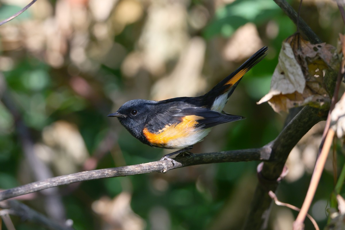 American Redstart - ML641123016