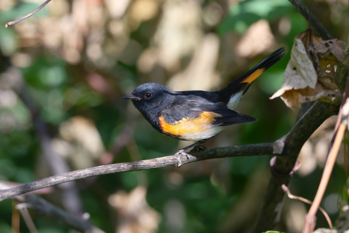 American Redstart - ML641123017