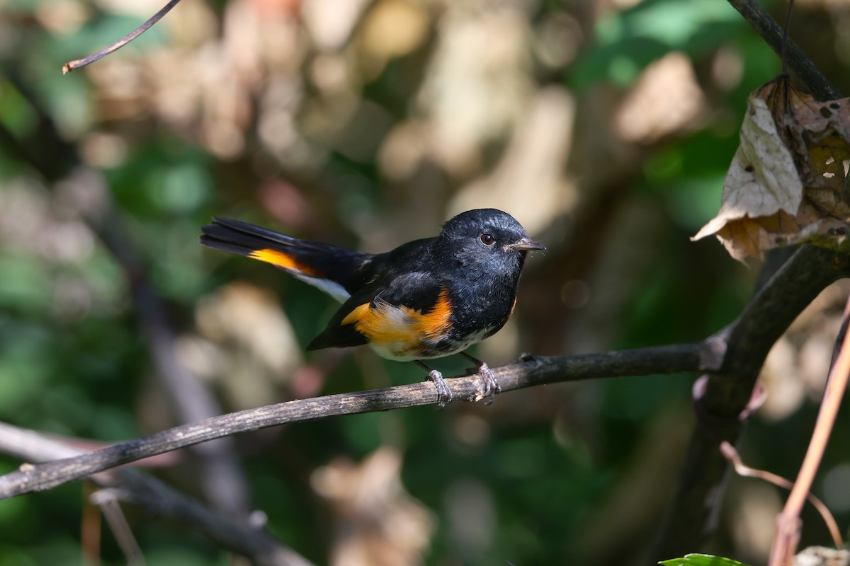 American Redstart - ML641123019