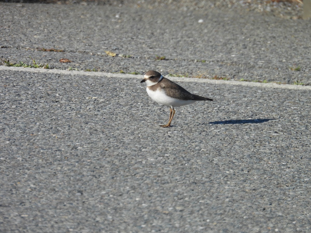 Semipalmated Plover - ML641123038