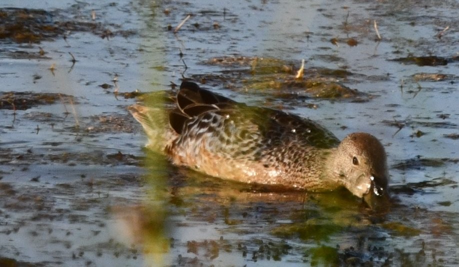 Cinnamon Teal - ML641123041