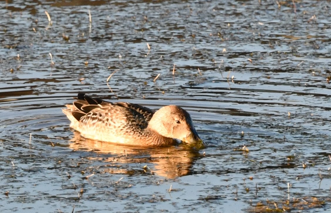 Cinnamon Teal - ML641123043