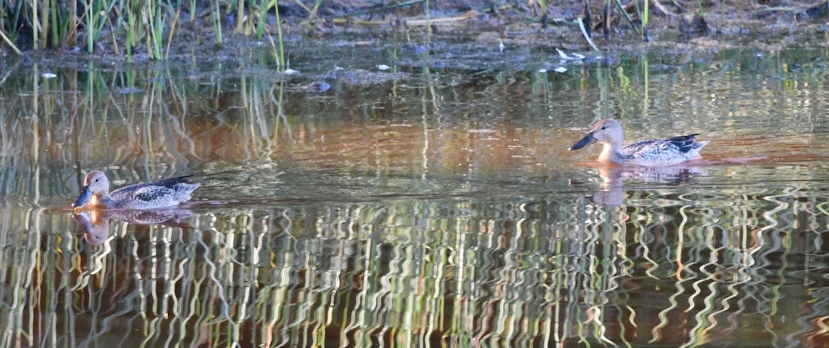 Cinnamon Teal - ML641123044
