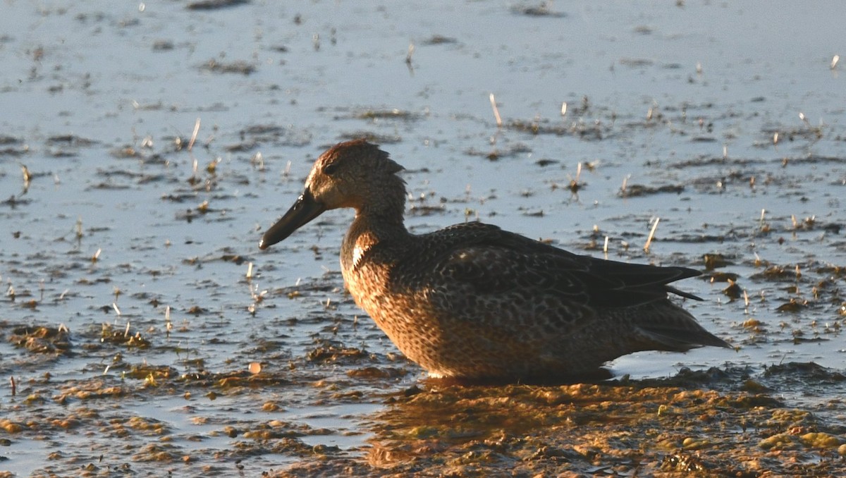 Cinnamon Teal - ML641123045